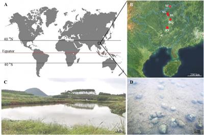 Euendolithic Cyanobacteria and Proteobacteria Together Contribute to Trigger Bioerosion in Aquatic Environments